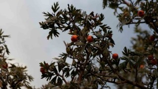 Tatvanda alıç hasadı