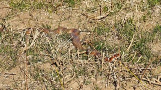 Tatvanda nadir görülen kırmızı yılan görüntülendi