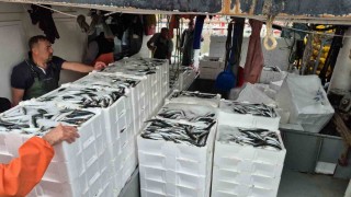 Tayfalar mutlu: Yüzlerce kasa balık yakalandı