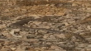 Tek ısırığı bir insanı öldürmeye yeten dev engerek yılanı görüntülendi