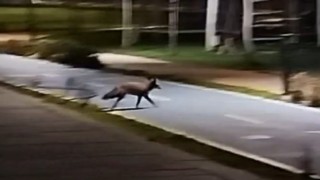 Tekirdağ sahilde tilki görüntülendi