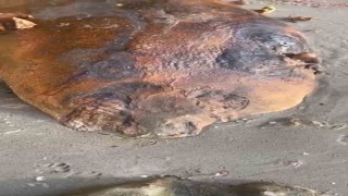 Tekirdağ sahiline vuran gizemli deniz canlısı: Kimisi fok kimisi yunus dedi