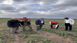Tekirdağda anıza kanola ekimi