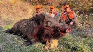 Tekirdağda avcılar bile şaşırdı: 300 kiloluk yaban domuzu avlandı