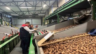 Tekirdağda ceviz ekim alanları genişliyor