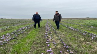 Tekirdağda safran üretimi yaygınlaşıyor
