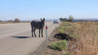 Telef olan annesinin başında beklediği görüntülerle duygulandıran sıpa yeni yuvasında yaşamaya başladı
