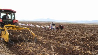 Tercan Ovasında kışlık patates bereketi