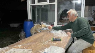 Tilki ailesi her akşam yemek için bağ evine geliyor