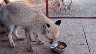 Tilki ile sohbet gülümsetti