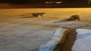 Tilkileri için yaylayı terk edip şehre gidemiyor