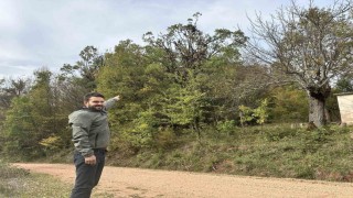 Tırmandıkları ağaçta meşe palamudu yiyen ayılar kamerada