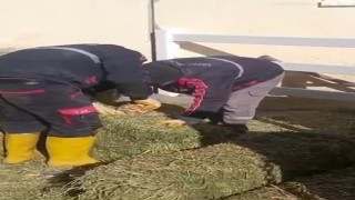 TJK Şanlıurfa Hara ve Aşım İstasyonunda skandal görüntüler