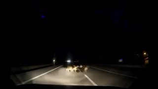 Tokatta otomobil sürüye çarptı: 12 koyun telef oldu