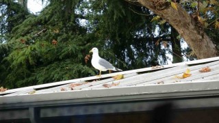 Toplar çatıya takılınca çözüm martıdan geldi: Öğrencilerin yeni Top Kurtarıcısı martı oldu