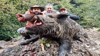 Trabzonda sürek avında 300 kglık domuz fişeklerin hedefi oldu