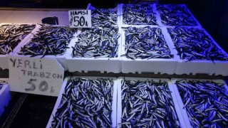 Trabzonlular hamsiye doydu