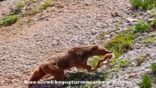 Tuncelide ayının avı dron ile görüntülendi