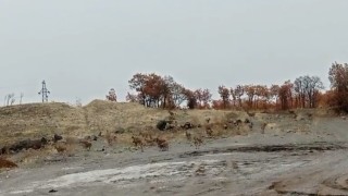 Tuncelide dağ keçisi sürüsü görüntülendi