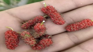 Tuncelide dut ağacı mevsimi şaşırdı, ikinci kez meyve verdi