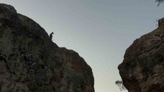 Tuncelide koruma altındaki dağ keçileri görüntülendi