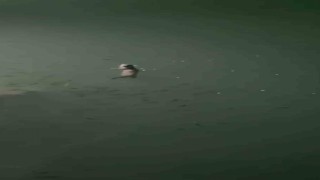 Tuncelide su samuru görüntülendi