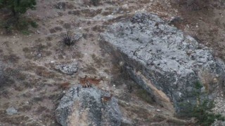 Tuncelide vaşak görüntülendi