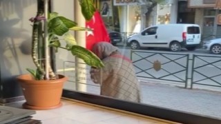 Türk bayrağını öpen teyzenin görüntüsü yürekleri ısıttı