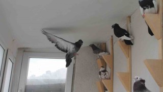 Türk fısıldayıcısı Bayburt Güvercini sesiyle büyülüyor