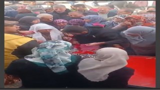 Ücretsiz hamsi dağıtımı yoğun ilgi gördü