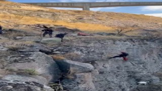 Uçurumda mahsur kalan keçi kurtarıldı