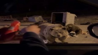 Uludağda ayı ailesine sucuk ziyafeti çekerken saldırıya uğradı