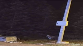 Uludağda kış uykusuna yatmayan ayılar, çöp konteynerlerini talan etti