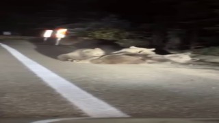 Uludağda vahşi doğanın en tatlı anı... Anne ayı yavrularını emzirirken görüntülendi