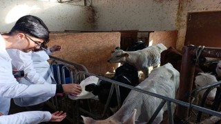 Üniversite öğrencileri Vanda sertifikalı sığır yetiştiriciliği eğitimine katıldı