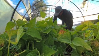 Ünlü şeflerin vazgeçilmez lezzeti: İspir Fasulyesi dünyayı fethediyor