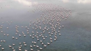 Urmiye Gölü kuruyunca flamingolar Vana akın etti