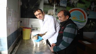 Uşakta kedi ve köpek sahiplerine mikroçip uyarısı