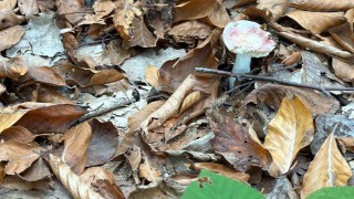 Uzmanından mantar uyarısı: Hepsi risk içeriyor