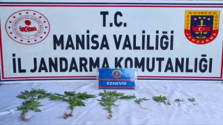 Üzüm bağında kenevir ele geçirildi