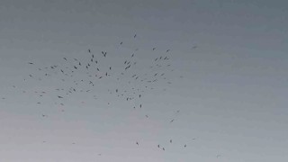 Van Gölü üzerinde kuş sürüsünün görsel şöleni