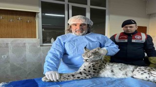 Vanda bitkin halde bulunan vaşak tedavi altına alındı