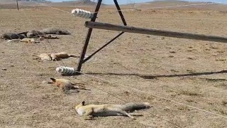 Vanda korkunç manzara: Düşen enerji hattı yaban hayvanlarını öldürdü