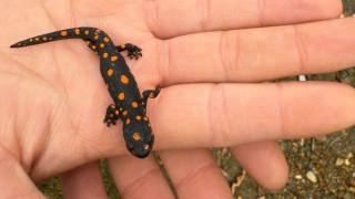 Vanda nadir rastlanan benekli semender görüldü