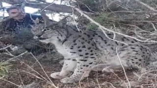 Vanda vaşak görüntülendi