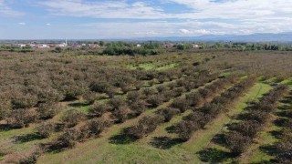 Verimli topraklar ağaçlarla kaplanıyor: Çarşamba Ovası tarımdan uzaklaşıyor