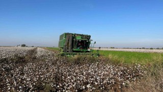 Yağışlar pamuğu etkiledi