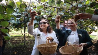 Yalovanın coğrafi işaretli meyvesi kivide hasat sevinci