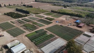 Yanan ormanlar üretilen milyonlarca fidanla yeşerecek