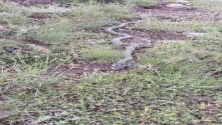 Yaylada görülen engerek yılanı merak ve korkuya neden oldu